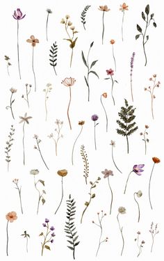 an assortment of wildflowers on a white background