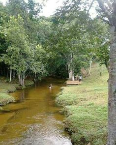 a river running through a lush green forest