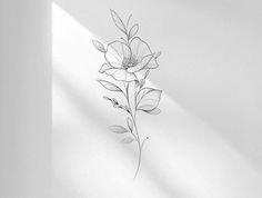 a black and white photo of a flower with long stems in the corner of a room