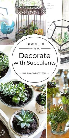 several different types of succulents in vases with the words, beautiful ways to decorate with succulents