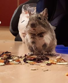 a small rodent standing on top of a wooden floor next to a pile of food