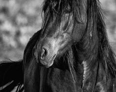 a black and white photo of a horse with long hair on it's head