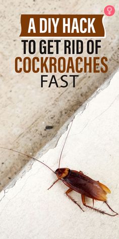 a cockroach on the ground with text overlay that reads, a diy hack to get rid of cockroaches fast