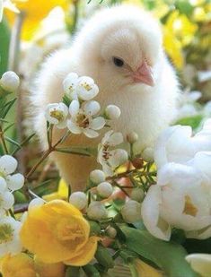 a small white chicken sitting on top of flowers