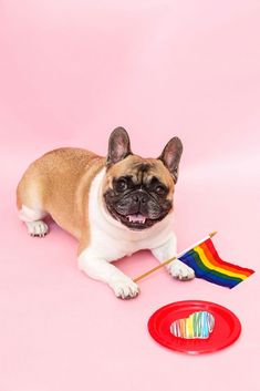 a small brown and white dog sitting next to a red frisbee on a pink background