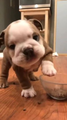 a small dog standing next to a bowl on the floor