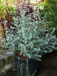 a potted plant with green leaves and red stems in the middle of a garden