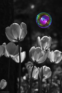 black and white photograph of tulips with soap bubble in the sky above them