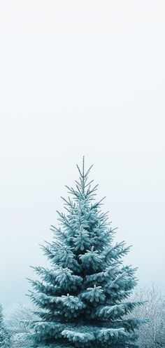 a blue christmas tree in the middle of a snowy field with snow on it's branches