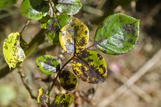 some green and yellow leaves with black spots