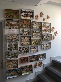 there are many pictures on the wall with leaves in them and one is hanging from the ceiling