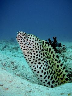 a black and white spotted fish on the ocean floor