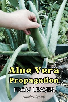 Hand holding an aloe vera leaf, demonstrating propagation. How To Grow Aloe Vera, What To Do With Aloe Leaves, Aloe Garden