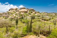 many cactus plants and rocks in the desert