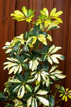 a potted plant with yellow and white leaves