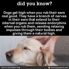 a dog is being petted by its owner and the caption says, did you know? dogs get high when you rub their ears