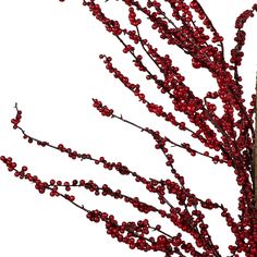 a branch with red berries on it against a white background