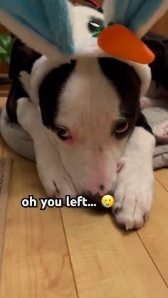 a black and white dog laying on top of a wooden floor next to a stuffed animal