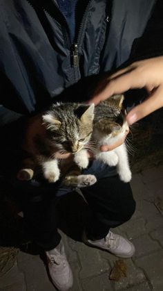 a person holding a small cat in their hands while another holds it up to the camera