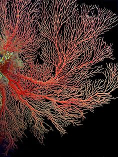 an image of corals in the ocean with black background and red seaweed on it