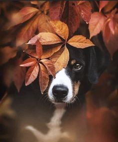 a black and white dog with autumn leaves on its head