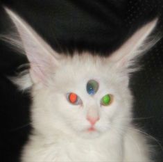 a white cat with green and orange eyes