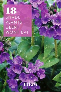 Deer Resistant Gardens, Deer Resistant Landscaping Shade, Tall Perennial Flowers Part Shade, Shade Deer Resistant Plants Perennials, Plants For Deep Shade, Plants That Repel Deer And Rabbits, Deer Resistant Plants Perennials, Shade Perennials Deer Resistant, Deer Proof Landscaping