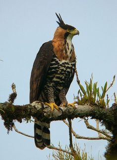 a large bird perched on top of a tree branch