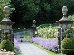 the garden is full of beautiful flowers and plants, including lavenders growing in pots