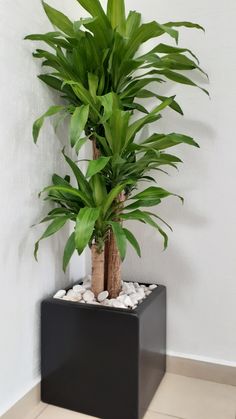 a potted plant sitting on top of a black square vase filled with rocks and greenery