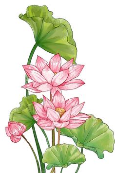 pink lotus flowers and green leaves on a white background