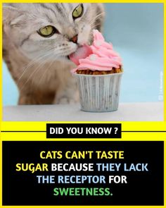 a cat eating a pink frosted cupcake with the caption did you know? cats can't taste sugar because they lack the receipt for sweetness