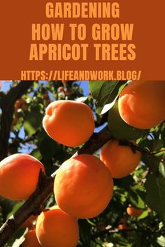 apricot tree with text overlay that reads gardening how to grow apricot trees