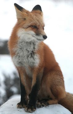 a red fox sitting on top of snow covered ground