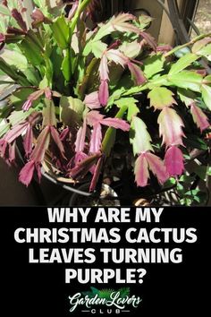 Christmas Cactus Problems, How To Care For Christmas Cactus Plants, How To Root A Christmas Cactus, Xmas Cactus, Cactus Planting, Christmas Cacti, Christmas Cactus Propagation, How To Grow Cactus, Understory Plants