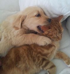 28 Pictures Of Golden Retriever Puppies That Will Brighten Your Day Cat And Dog, Dog And Cat, A Cat, A Dog, Golden Retriever, Puppies, Bed