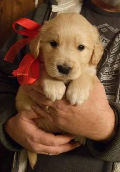 a person holding a puppy with a red bow on it's head