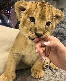 a small lion cub being held by someone