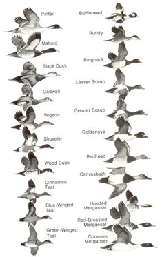 birds are flying in the air with their names on each wing and numbers below them