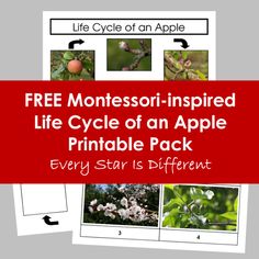 the life cycle of an apple printable pack