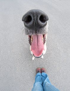 a dog with its mouth open and it's tongue hanging out