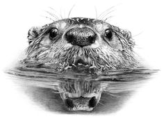 an animal that is in the water with its mouth open and it's head above the water