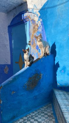 two cats sitting on the ledge of a blue building