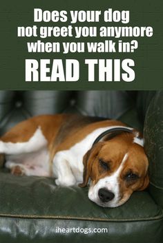 a brown and white dog laying on top of a green chair next to a sign that says does your dog not greet you anymore when you walk in? read this