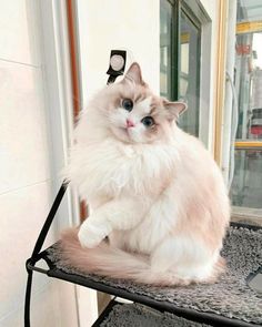 a fluffy white cat sitting on top of a chair