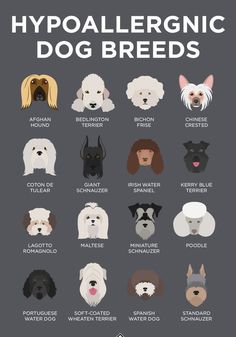 an illustrated poster with different breeds of dogs