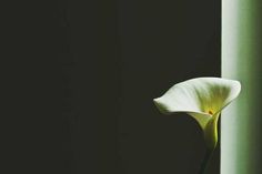 a single white flower in a vase on a table next to a green column with light coming through it