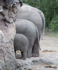 three adult elephants and one baby elephant standing next to each other near a rock wall