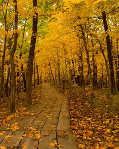 a wooden walkway surrounded by trees with yellow leaves