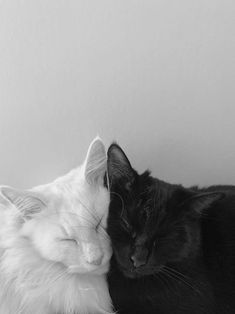 black and white cat sleeping next to each other